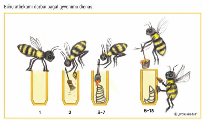 Bičių mokykla 3 Bičių atliekami darbai pagal gyvenimo dienas