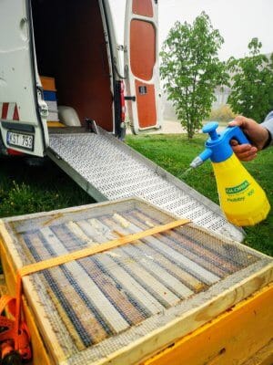 Bees are the most welcome „tenants“ 4 brolių bitės