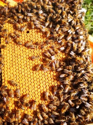 Bičių paruošimas žiemai 2 jaunos bitutes