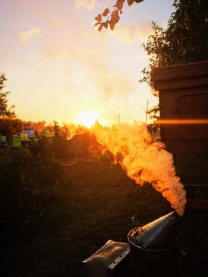 Bičių paruošimas žiemai 5 saulėlydis bityne