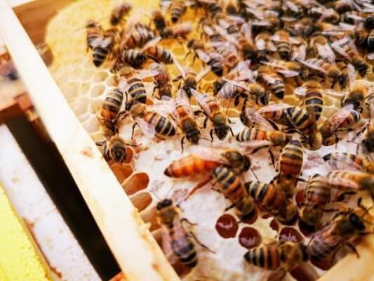 Kaip avilyje – taip ir ant žemės 2 bitės