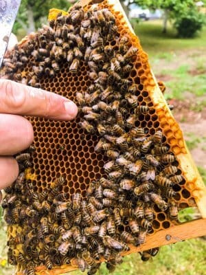 Maistas sveikatai iš avilio 3 šviežias medus