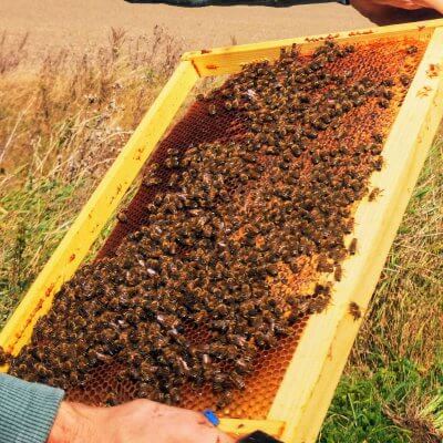 Medicinal properties of bee bread 2 Bičių duonelės gydomosios savybės naudingos ne tik bitėms, bet ir žmonėms.