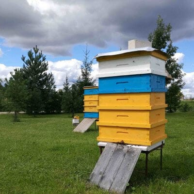 Caution! Beginner beekeeper 4 bičių aviliai