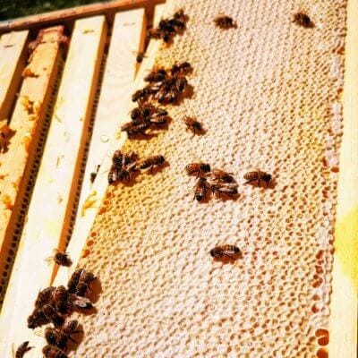 Caution! Beginner beekeeper 3 pirmas medus