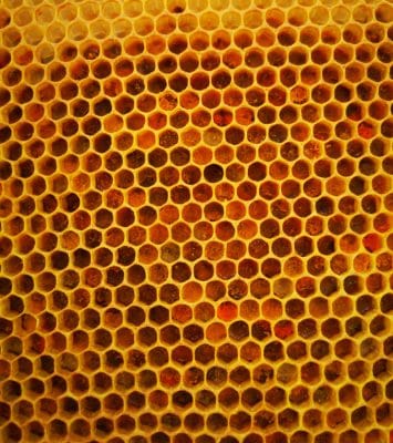 Benefits, properties and uses of bee bread 4 Bičių duona virstančios žiedadulkės