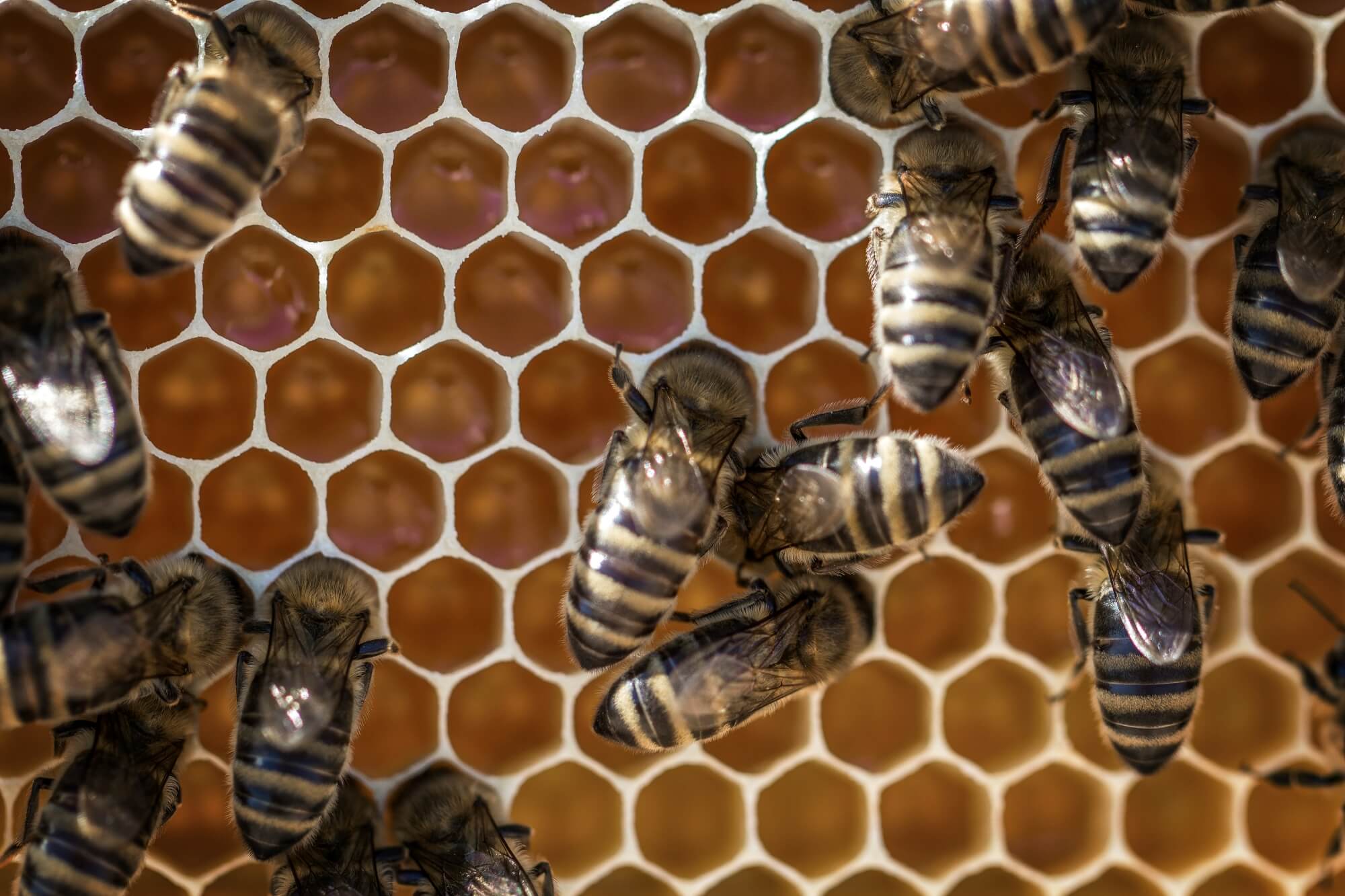 Lietuviškas medus 41 Bees cover